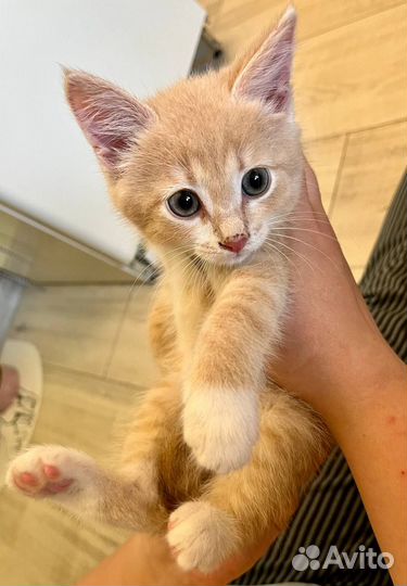 Рыжий котенок мальчик