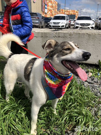 Собака в добрые руки