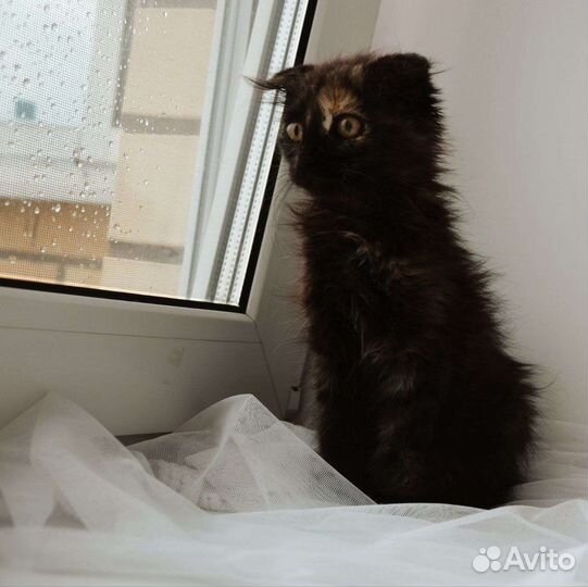 Котёнок метис шотландской вислоухой