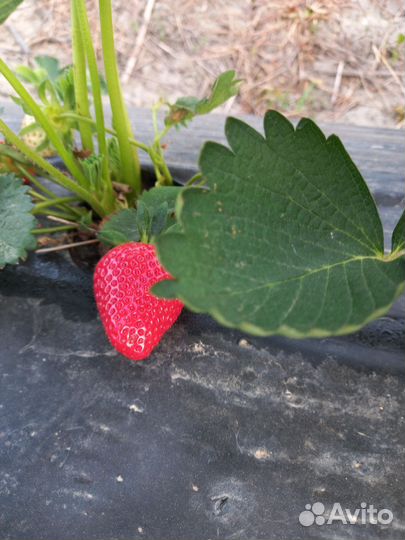 Клубника свежая домашняя