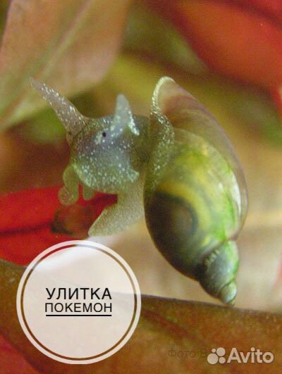 Аквариумные улитки Покемон, Мелания, Гранифера, Фи