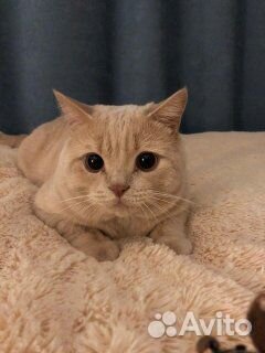 Британский кот вязка