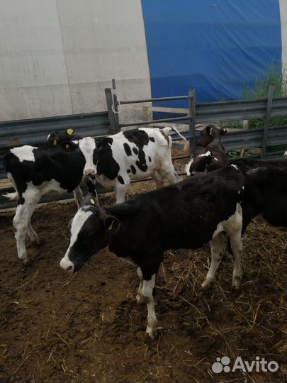 Телята телки