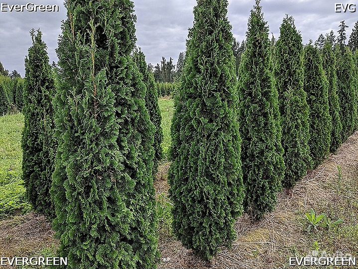 Туя с доставкой