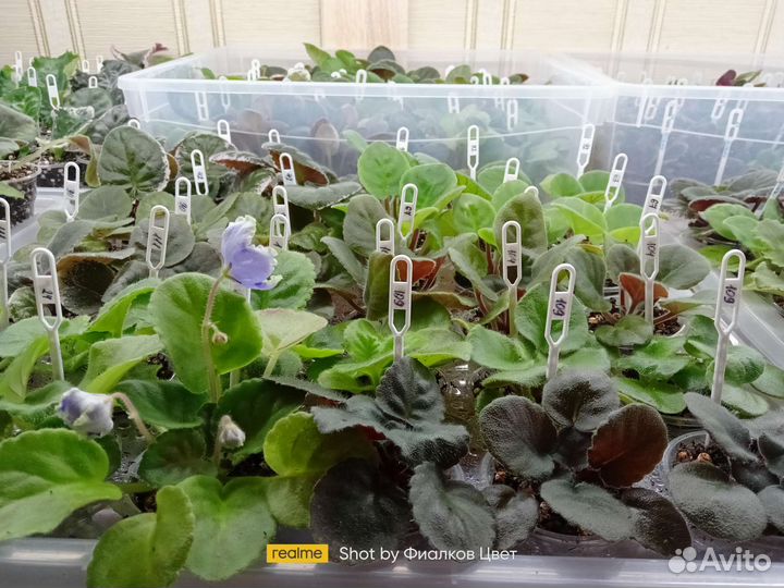 Сортовые фиалки