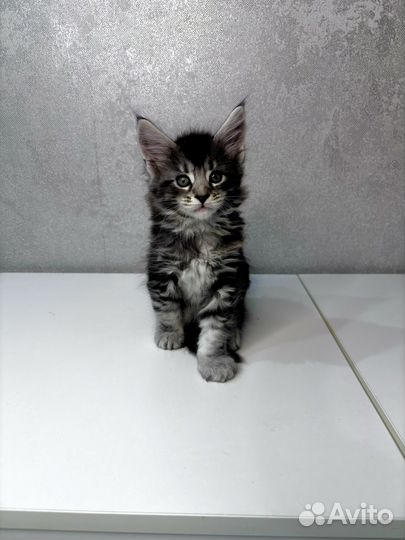 Котята мейн-кун