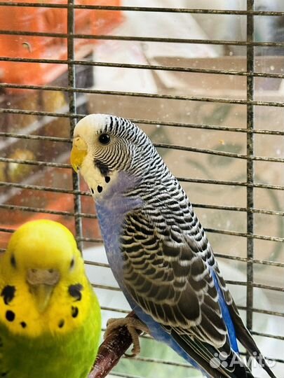 Волнистый попугай (самка)