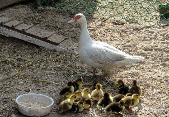 Индоутка с утятами