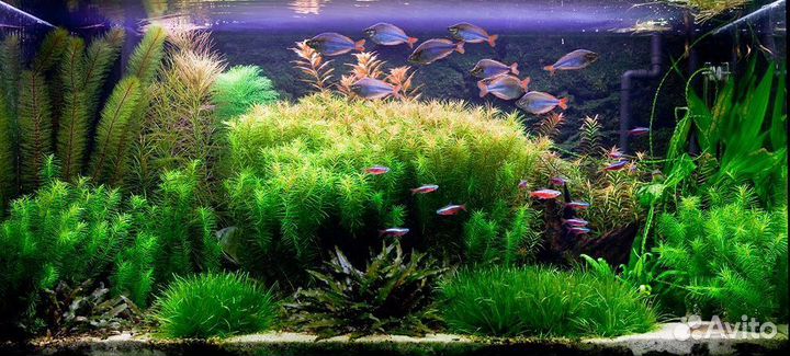 Обслуживание аквариумов и террариумов