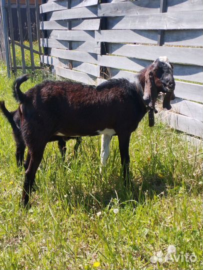 Козел камори-нубийский
