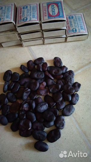 Семена бобов