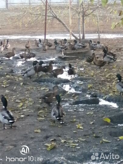 Дикие утки кряквы