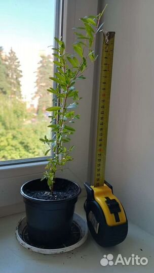 Гранат комнатный