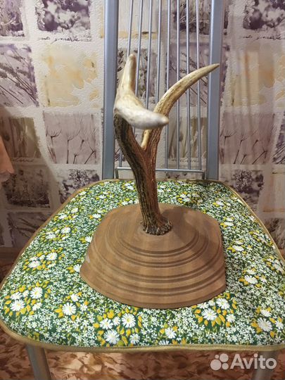 Продам рога лося