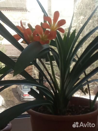 Комнатные цветы