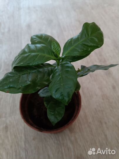 Кофейное дерево, Арабика