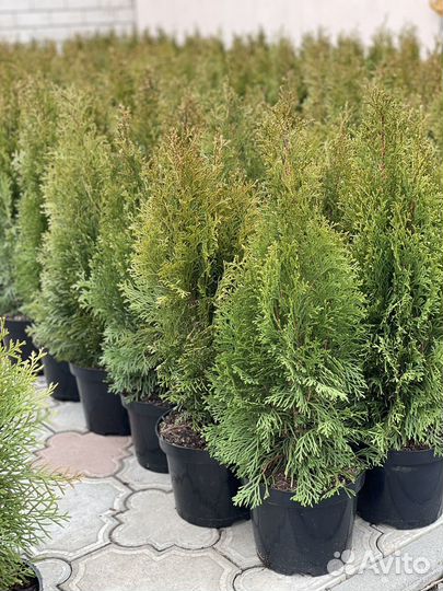 Туя Смарагд 50-60 см