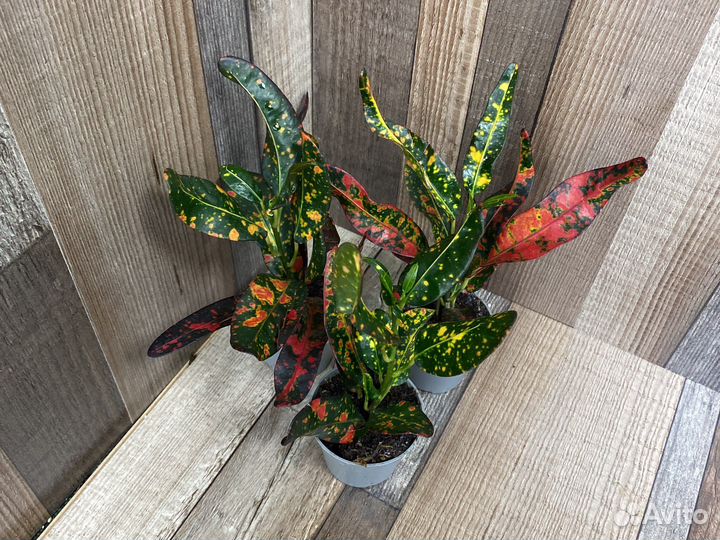 Кротон Bush and Fire