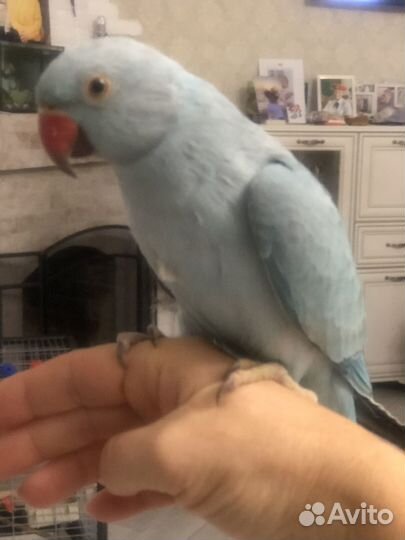 Ручной, обученный командам попугай