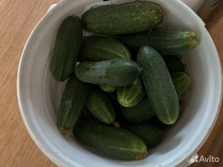 Огурцы