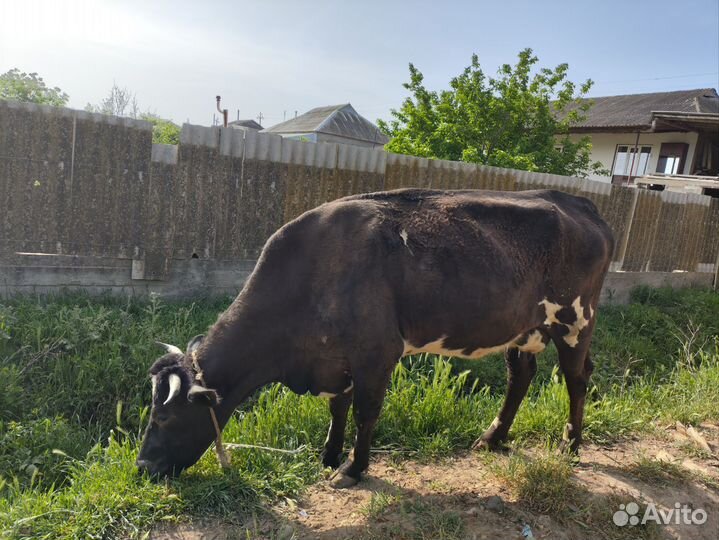 Корова дойная. Порода черно пёстрая сементалка