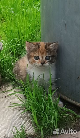 Трехцветный котенок девочка