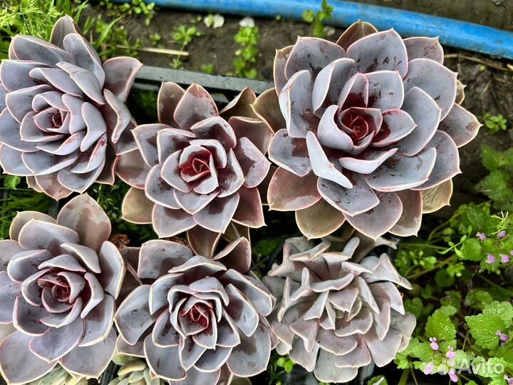 Эхиверия Нюрнберга (жемчужина)