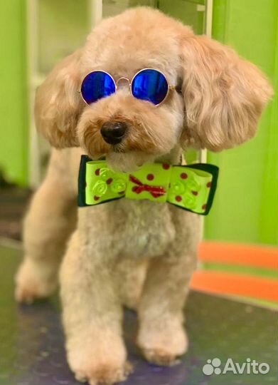 Стрижка собак и кошек