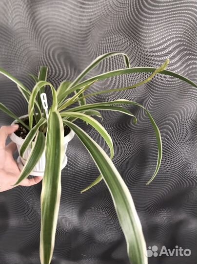 Хлорофитум