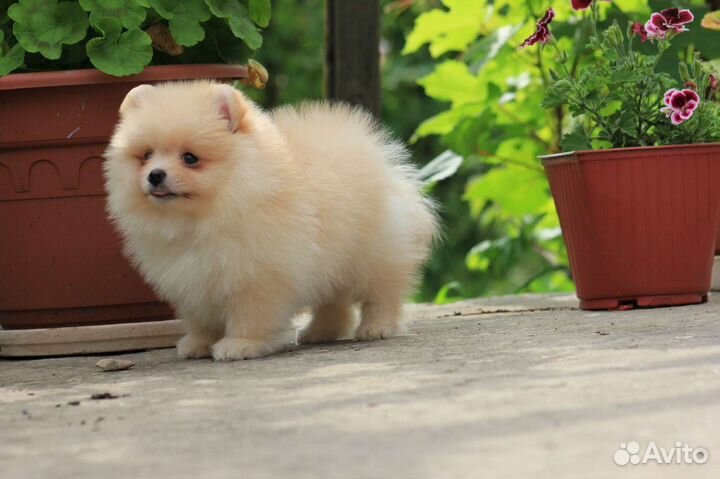 Мальчик крем с РКФ