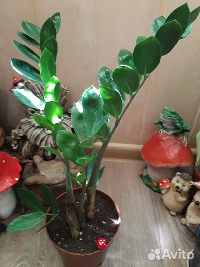 Замиокулькас (Долларовое дерево )