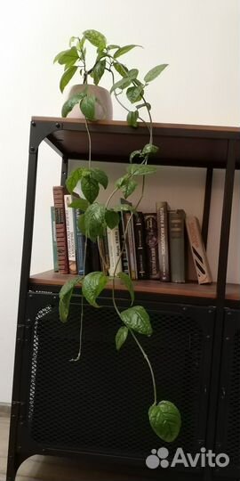 Клеродендрум