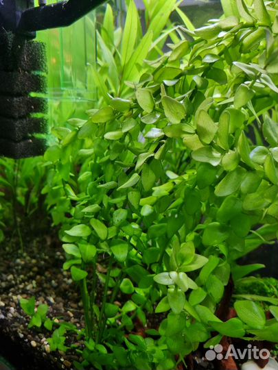 Растения для аквариума
