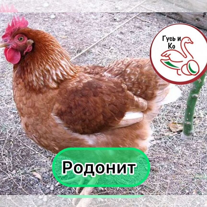 Родонит Инкубационное яйцо