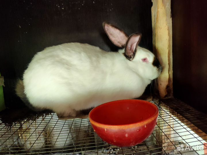 Кролики мясных пород