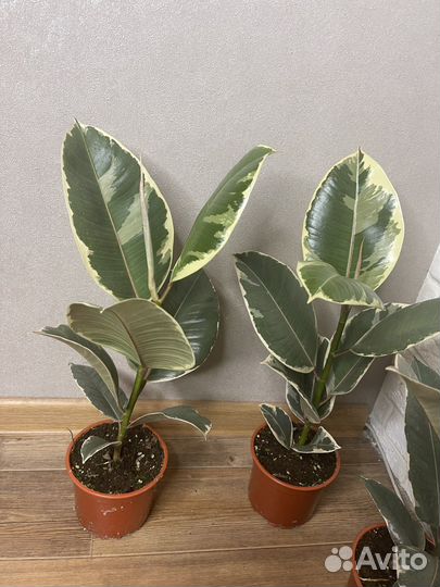 Фикус эластика тинеке комнатные цветы