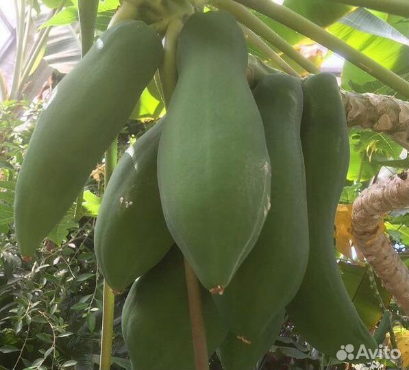 Папайя, гуаява, сизигум