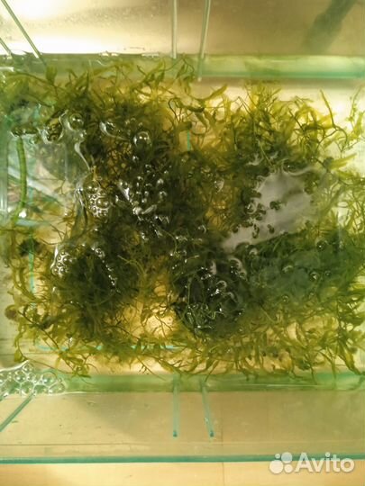 Водоросли для морского аквариума