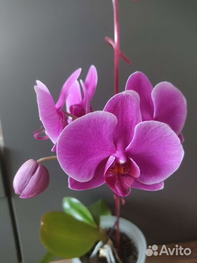 Орхидея Фаленопсис