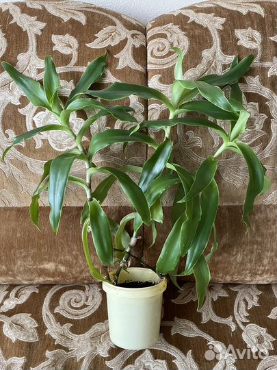 Каллизия душистая (Зототой ус)