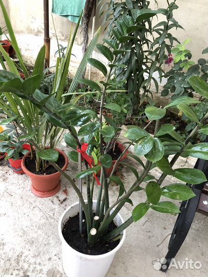 Замиокулькас