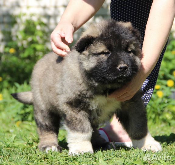 Кобель