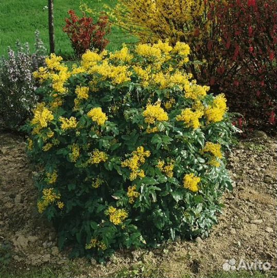 Магония Падуболистная, семена