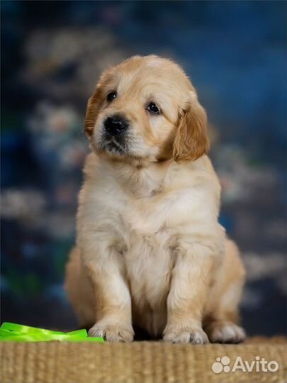 Щенки золотистого ретривера