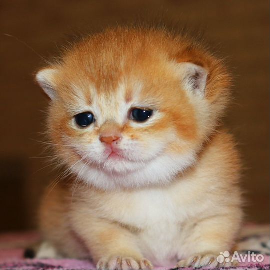 Девочки и мальчики золотой шиншиллы