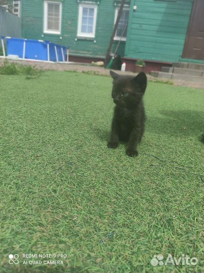 Черный котенок бесплатно