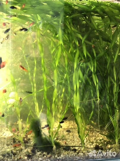 Рыбка петушок