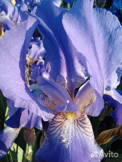 Фиолетовые ирисы