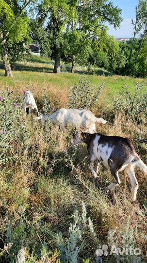 Зааненско-ольпийские дойная коза и козлята