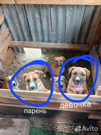Щенки метис амстаффа